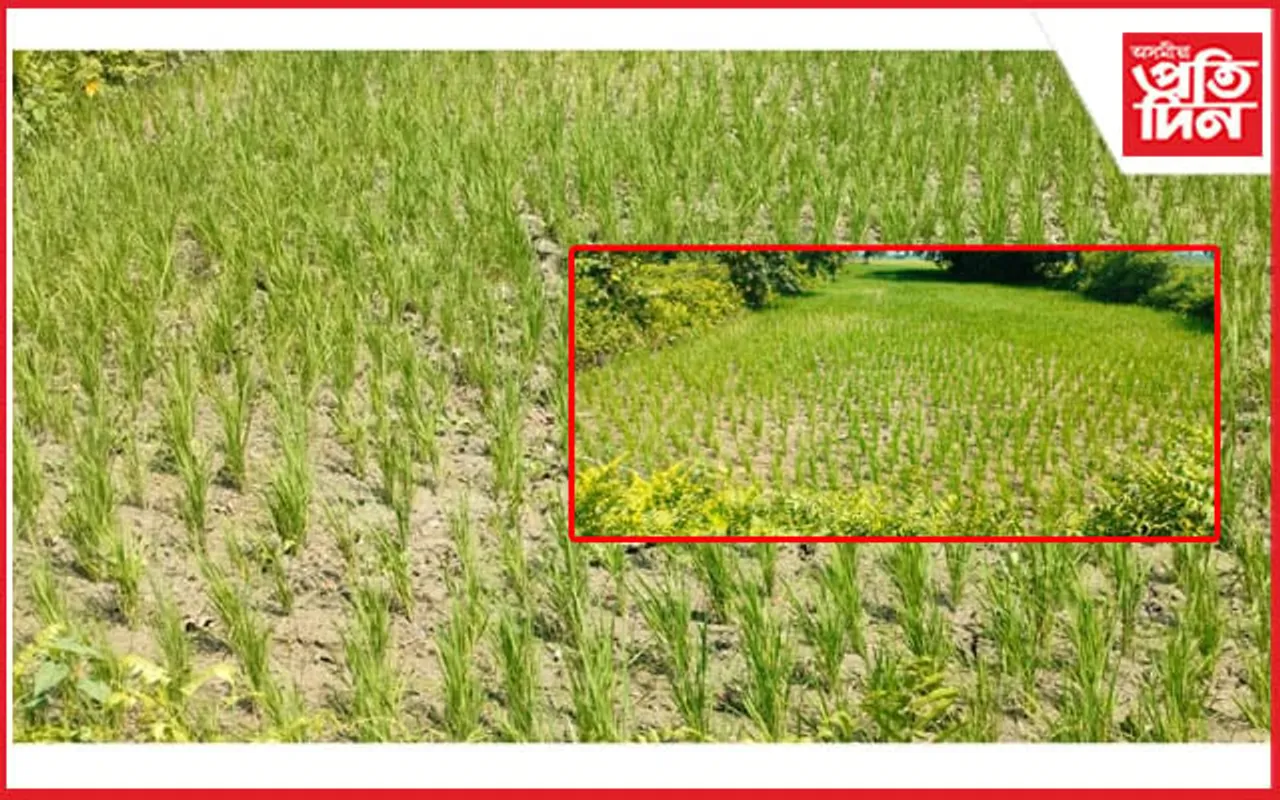 পৰ্যাপ্ত বৰষুণৰ অভাৱত বজালীৰ পথাৰত চিৰাল ফাট... 